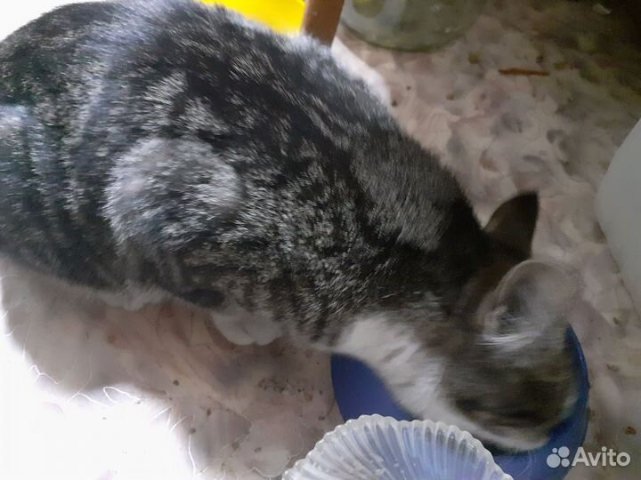 Котик молодой