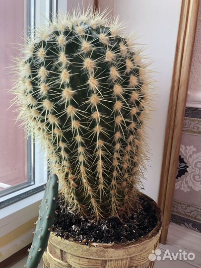 Кактусы многолетние