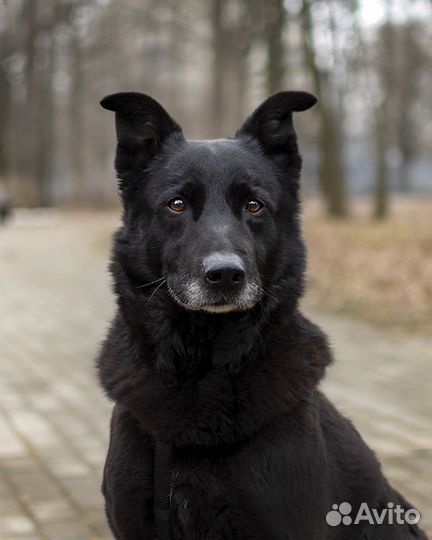 Собака в добрые руки