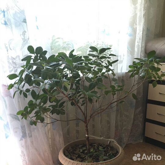 Фикус микрокарпа моклейм мокламэ moclame