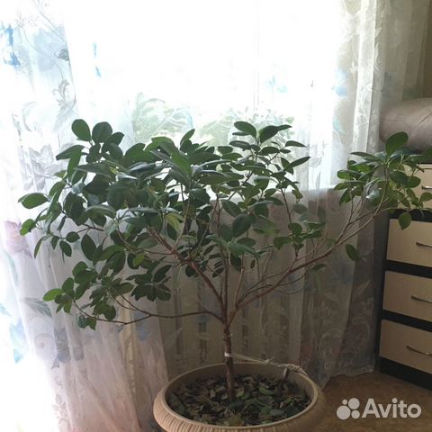Фикус микрокарпа моклейм мокламэ moclame