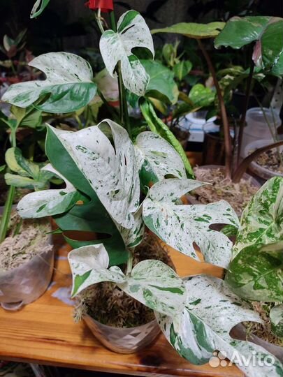 Эпипремнум пиннатум вайт марбл