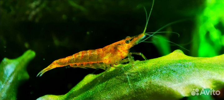 Аквариумные креветки