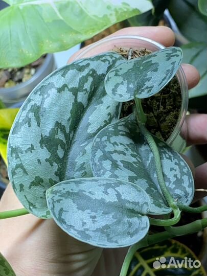 Сциндапсус Silver Lady