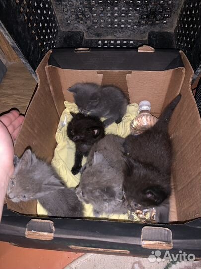 Кошка в дар бесплатно