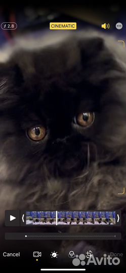 Персидский котёнок