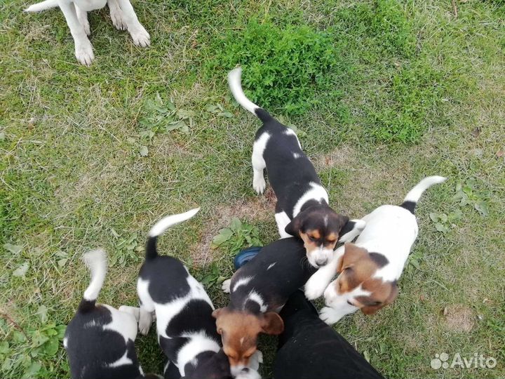 Щенки от эстонской гончей