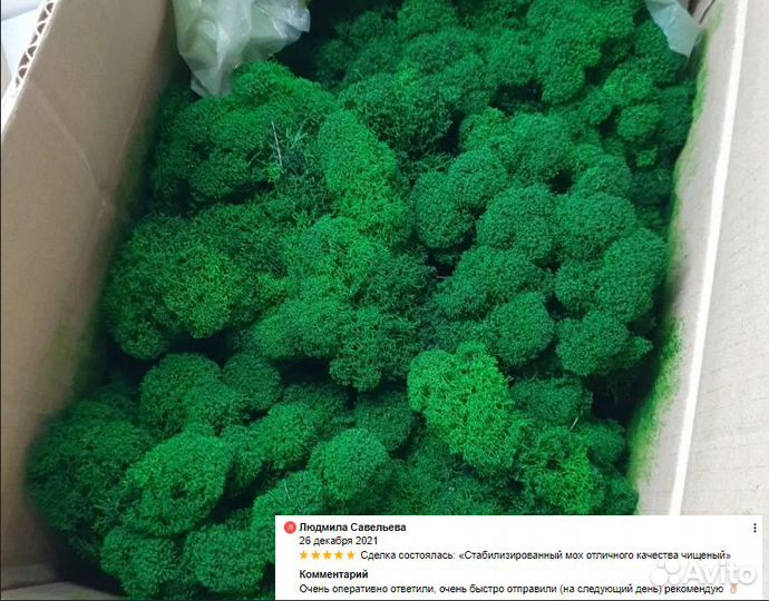 Стабилизированный мох для декора дизайн эко