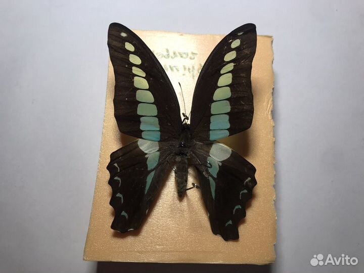 Бабачка, Graphium sarpendon, (Япония, 65 мм)