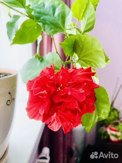 Гибискус китайская роза