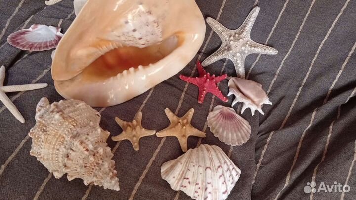 Морские раковины для Аквариума