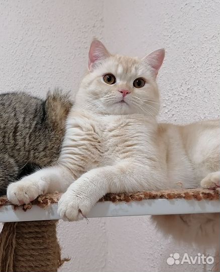 Шотландский кот вязка