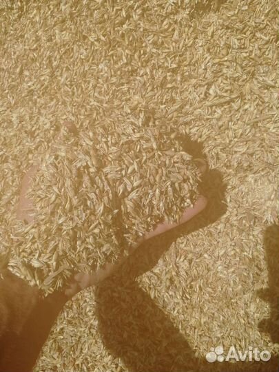 Отходы, ячмень