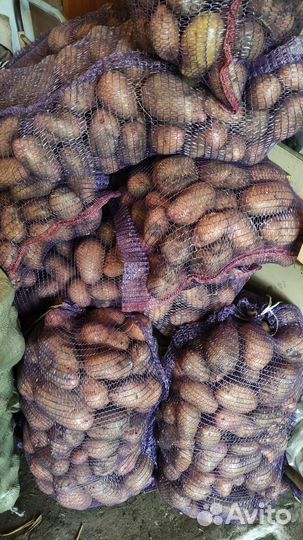 Продам картошку