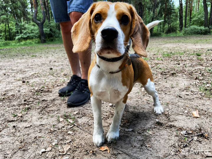Передержка для Собак в Любящем Доме