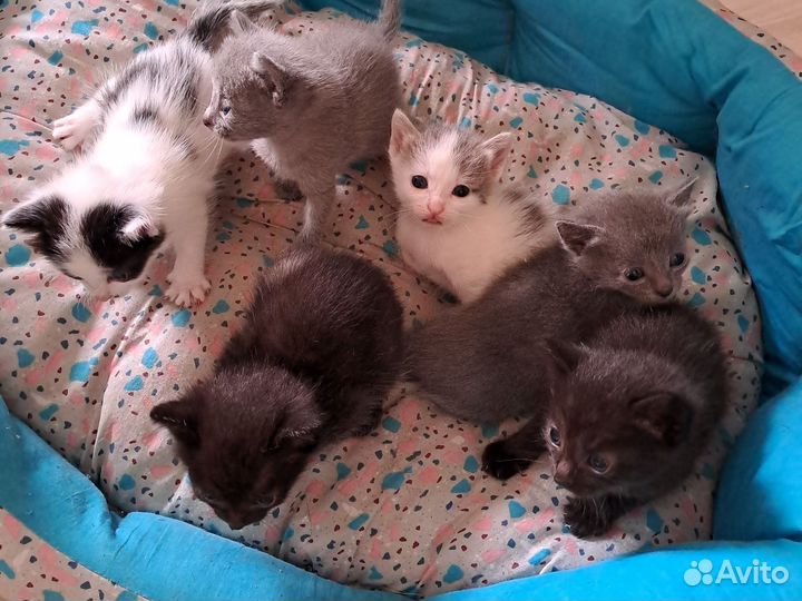Котята космонавты
