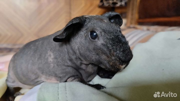 Морская свинка скинни