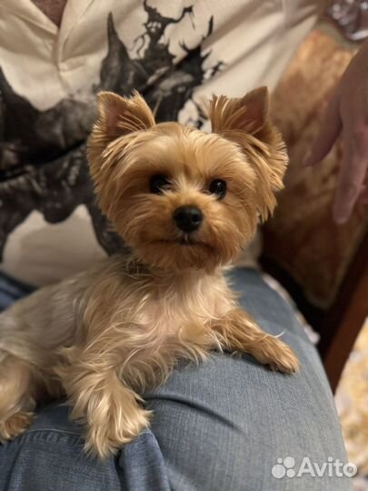 Вязка ищем жениха