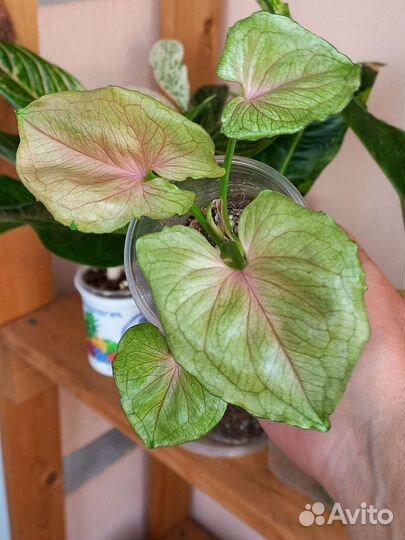 Сингониум ред ями