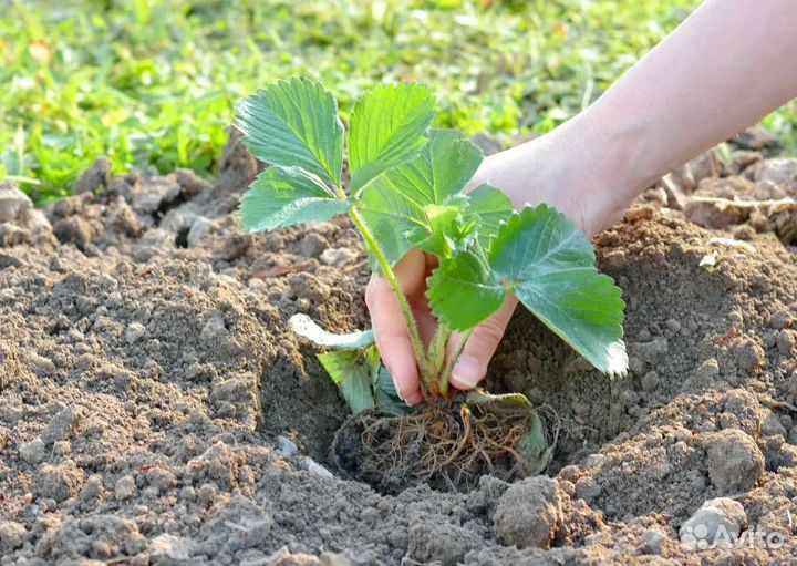 Клубника ремонтантная