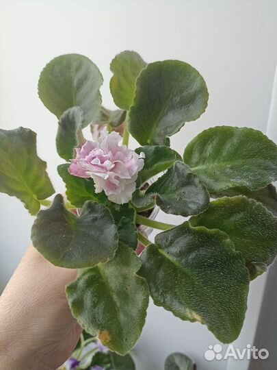 Сортовые фиалки цветущие