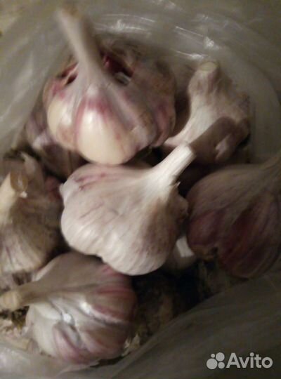 Зимний чеснок