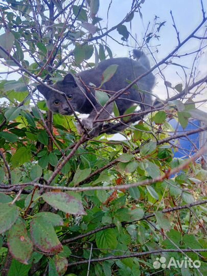 Лечение животных