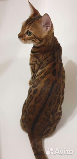 Бенгальская кошка