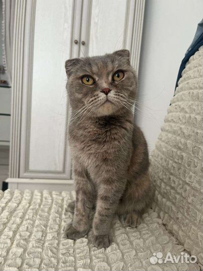 Шотландская стерилизованная кошечка ищет семью