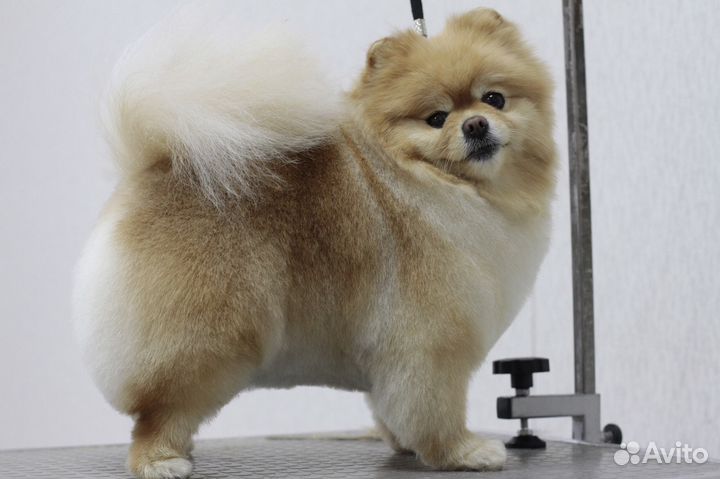 Профессиональная стрижка кошек и собак