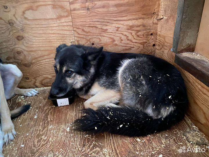 Спасите собаку из приюта