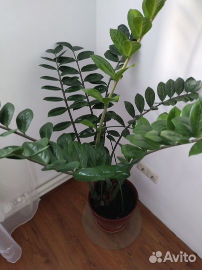 Замиокулькас