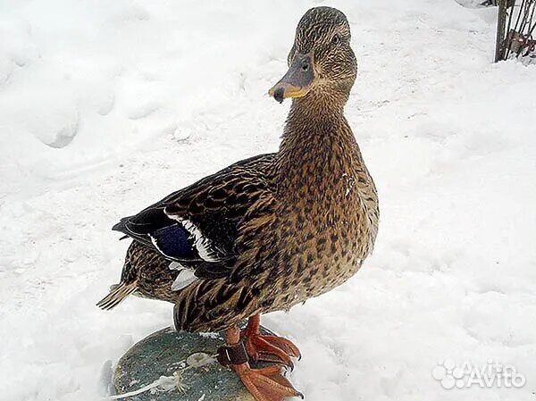Подсадная утка Кряква