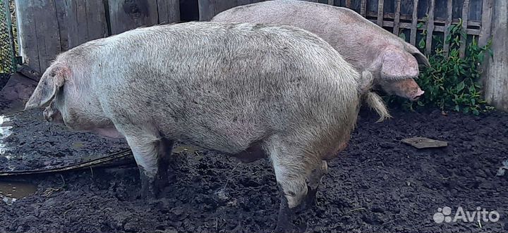 Хряк ландрас