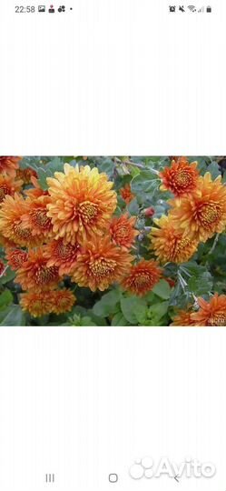 Хризантема корейская