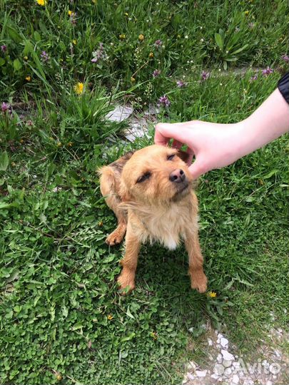 Сторожевая собака