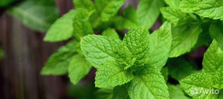 Мята комнатная,перечная.,ментоловая