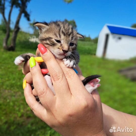 Котята в добрые руки бесплатно