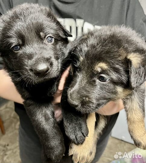 Щенки немецкой овчарки
