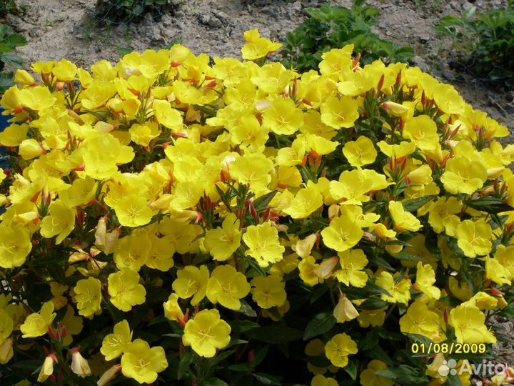 Жёлтые многолетники