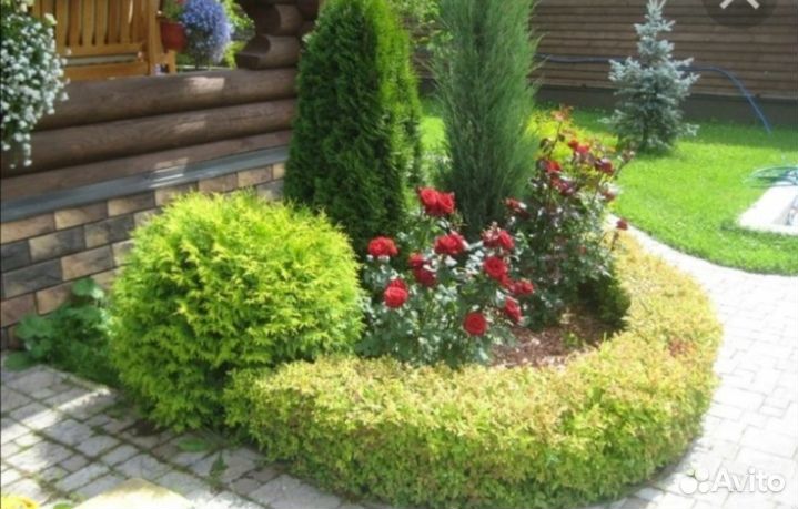 Спирея японская