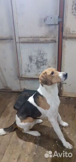 Вязка русская пегая гончая