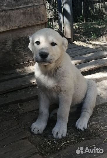 Среднеазиатская овчарка