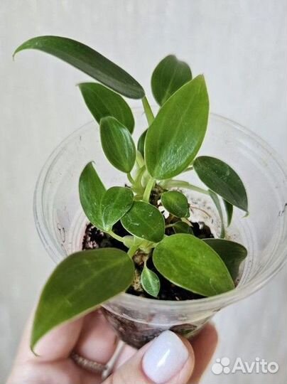 Филодендрон wend-imbe (мини)