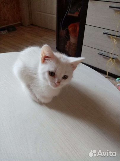 Продаются шотландские котята