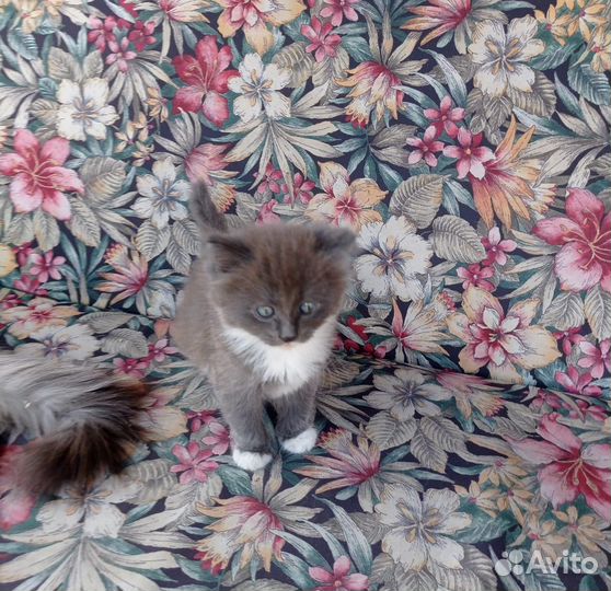 Отдам котёнка, пол мужской