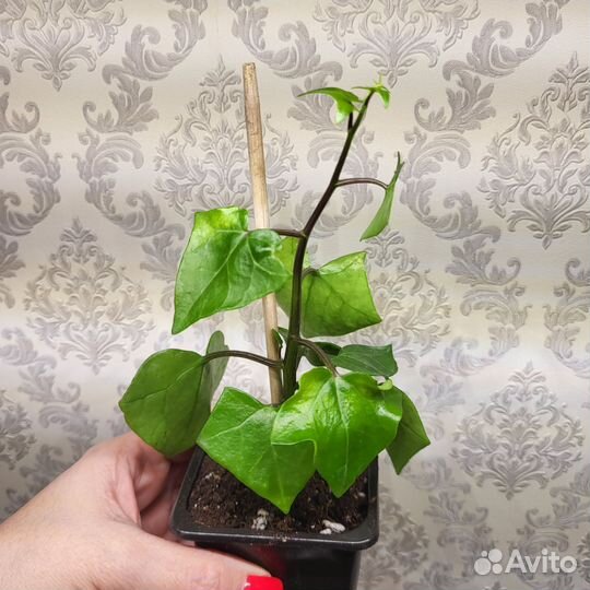 Диффебахия Камилла