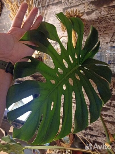 Цветы домашние в горшках