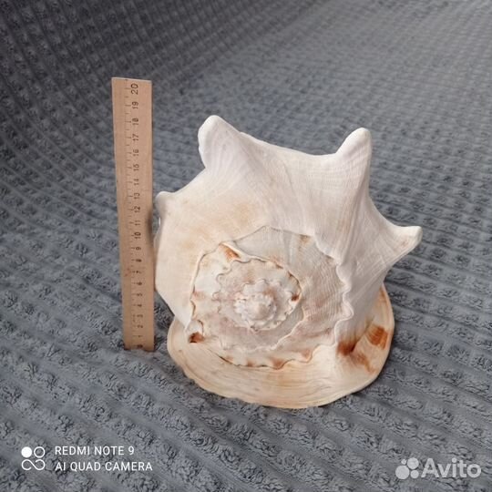 Большая морская раковина