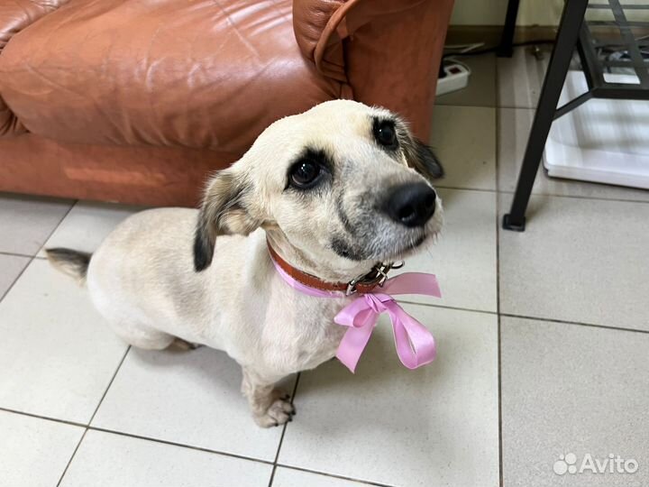 Небольшая собачка в добрые руки